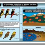Animales Allopatricos: Tipos, Características y Ejemplos de Especiación