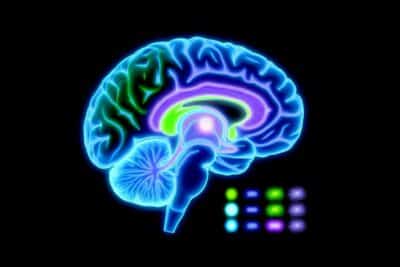estudio del cerebro humano