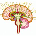 ¿Qué son los pedúnculos cerebrales y para qué se utilizan?