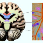 ¿Cuál es el papel de los núcleos del rafé en la función cerebral?