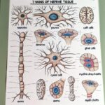 ¿Cuáles son los 7 tipos principales de tejido nervioso?